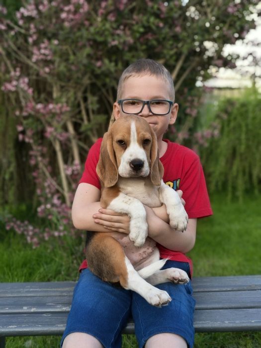 Beagle piesek gotowy do odbioru