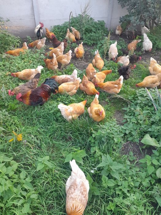 Jajka 100% ekologiczne