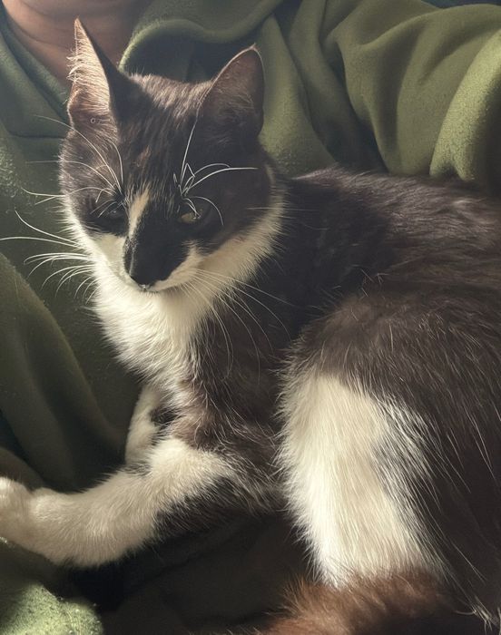 Kot i kotka do oddania