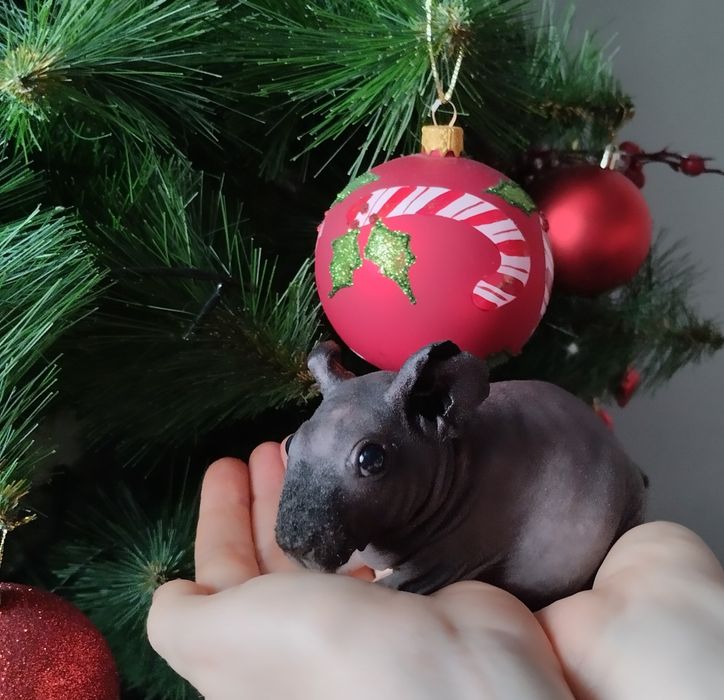 Продается свинка скинни