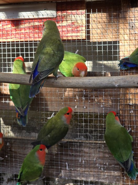 Agapornis Roseicollis Machos