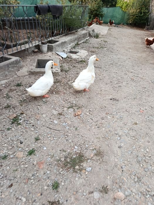 Vendo patos brancos