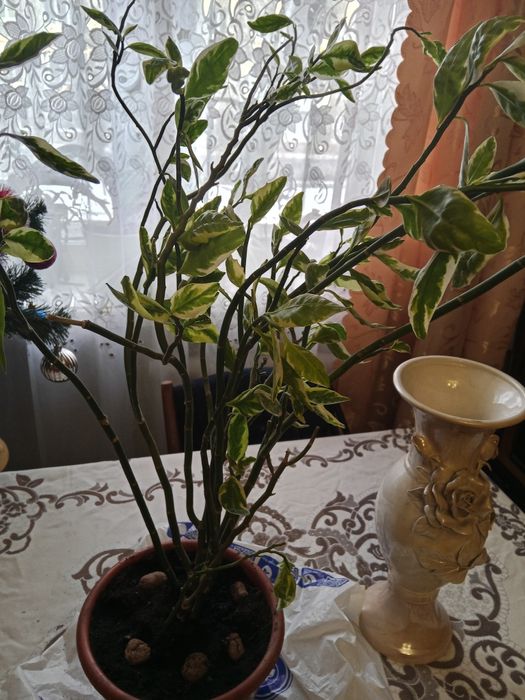 Продам цветок фикус