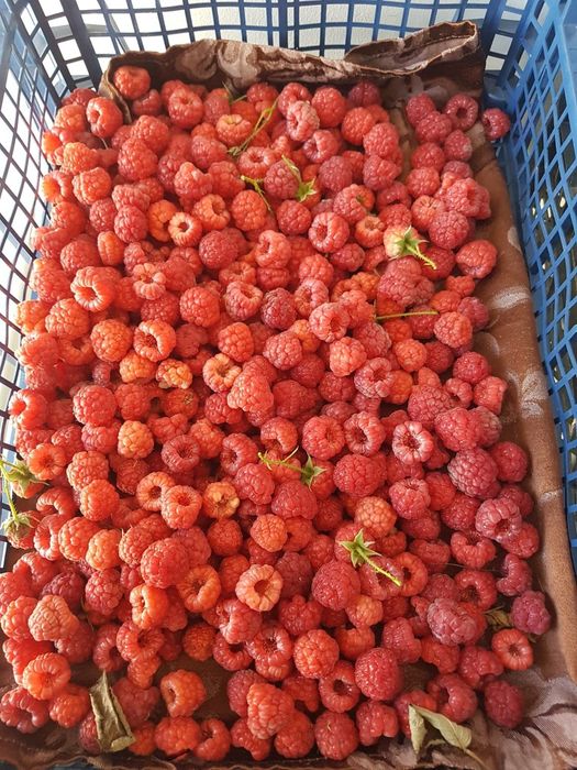 Framboeseiras remontante