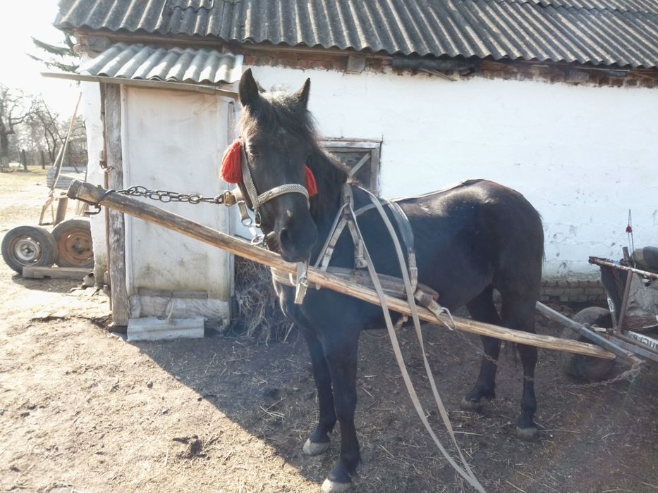 Продам молоду кобилу..