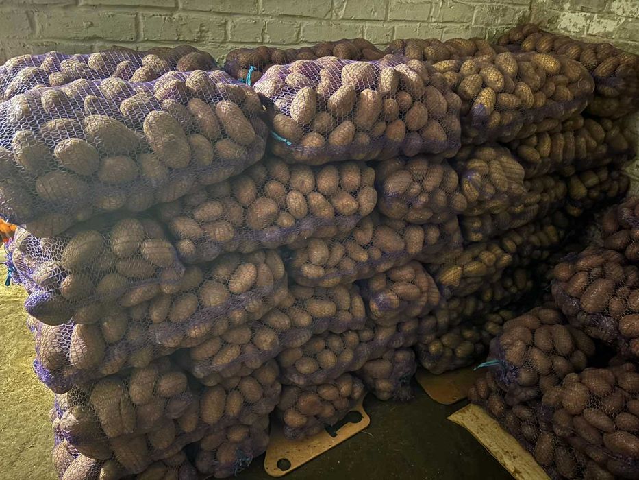 Продам картоплю (ЧЕРВОНА) БАЛТІК РОУЗ