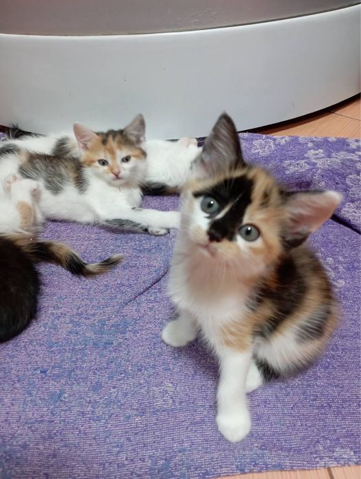 Віддам в добрі руки котиків