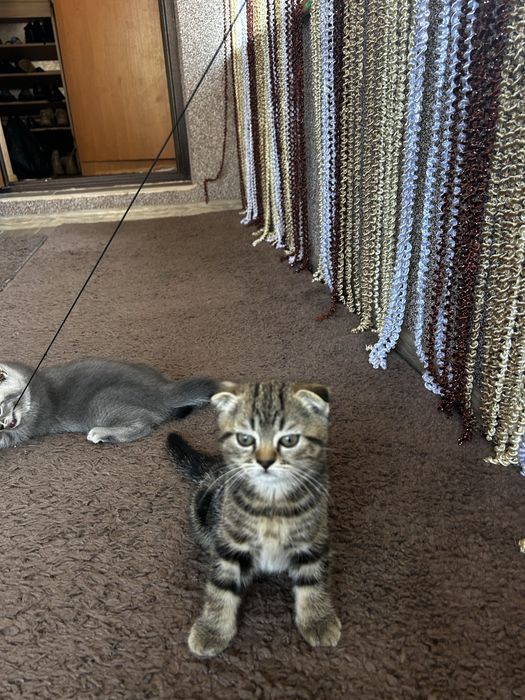 Продаються кошенята шотландці