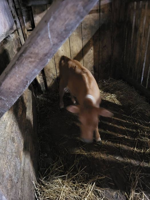 Продам теличку породи джірсей