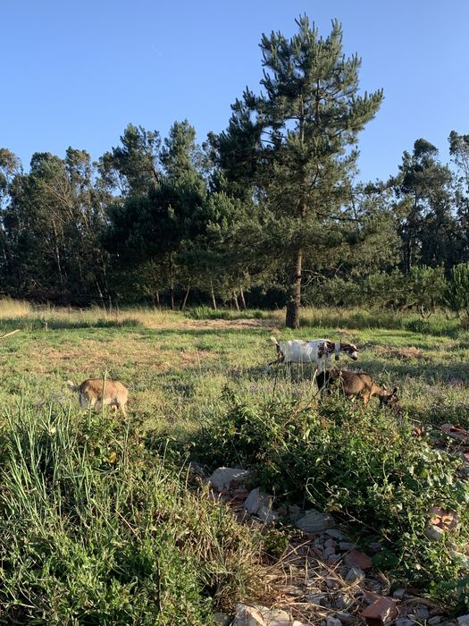 Vende se Cabras Anãs