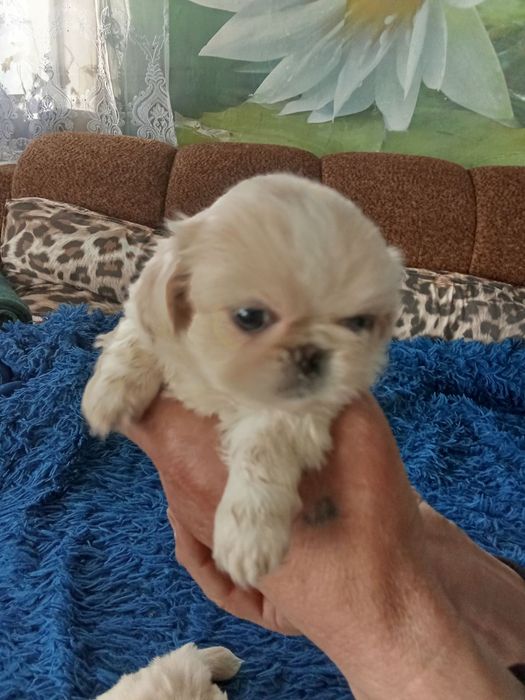 Собачки пекінеси