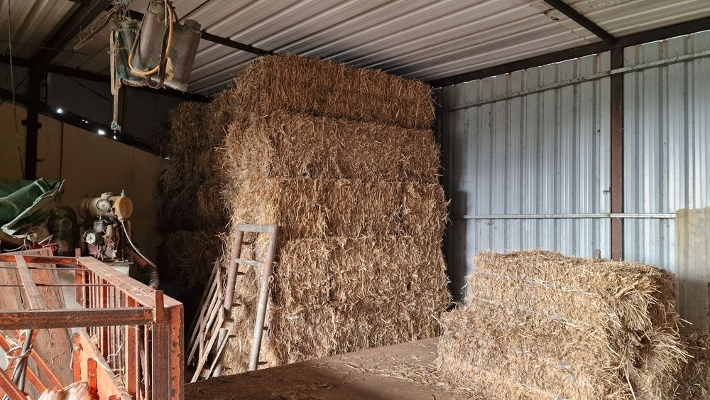 Feno para animais