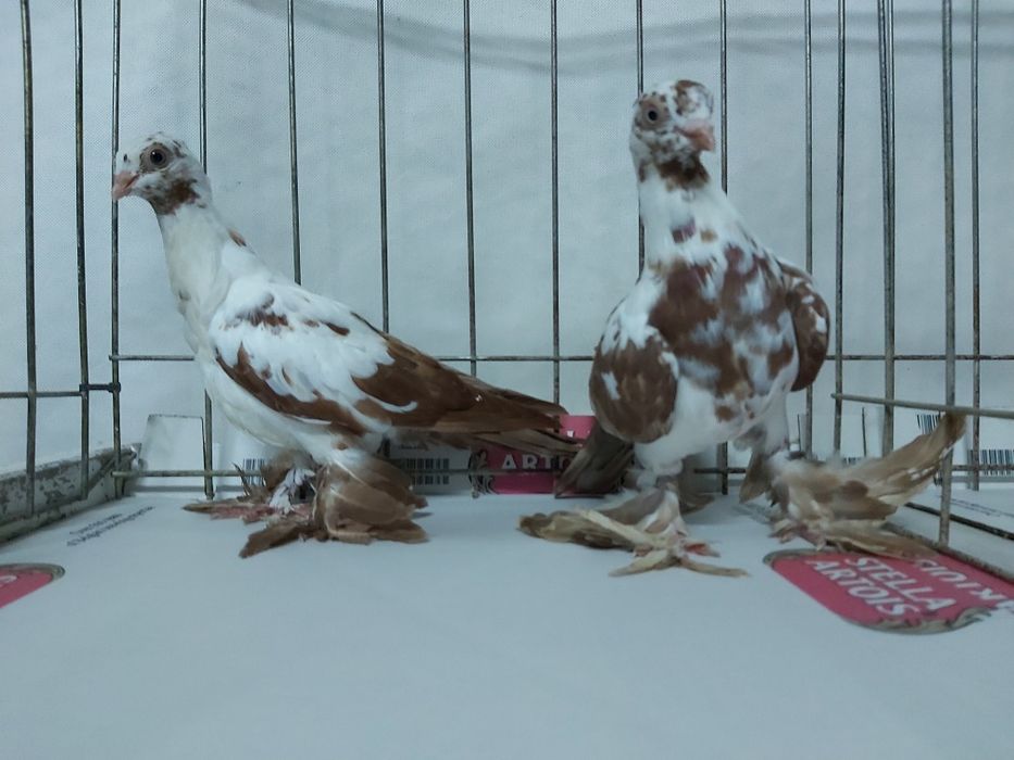 Gołębie Widyny Czerwone