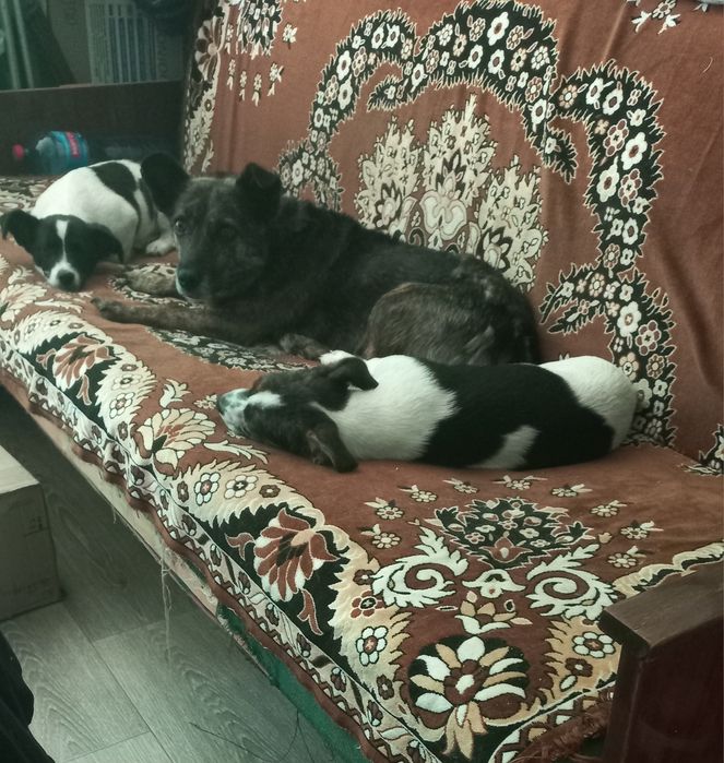 Віддам безкоштовно