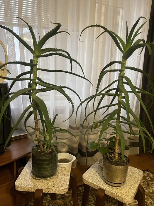 Продам вазонок алоє великий