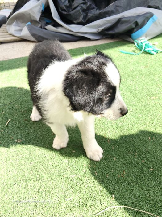 Cachorrinho Border Collie (LOP/RI/pedigree)