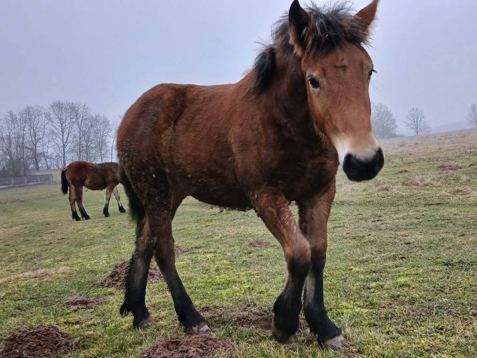Źrebaki zimno krwiste