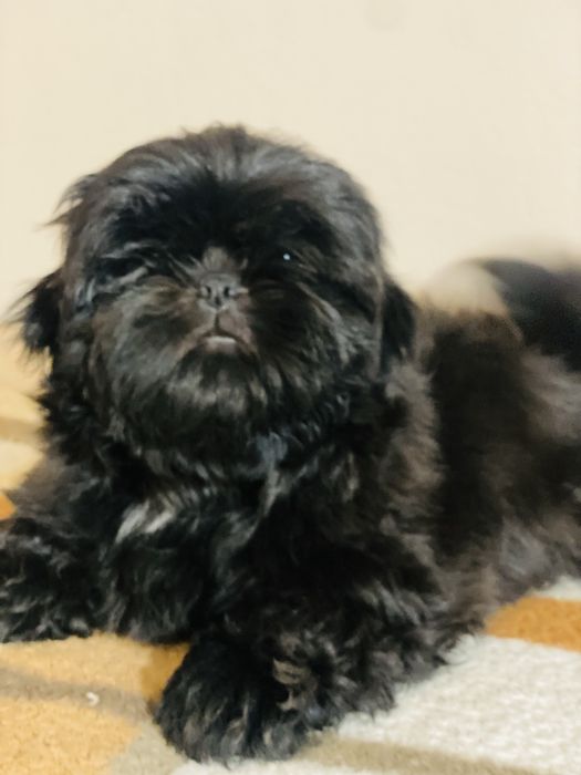 Sprzedam sunie rasy shih tzu ZKwP FCI