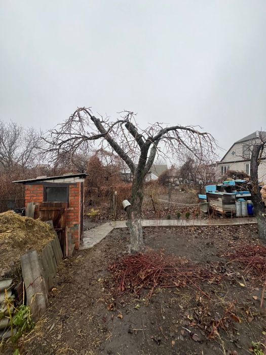 Професійна обрізка сада