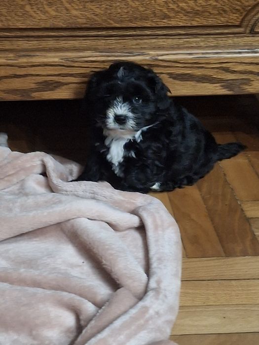 Shihpoo piesek cudaczek