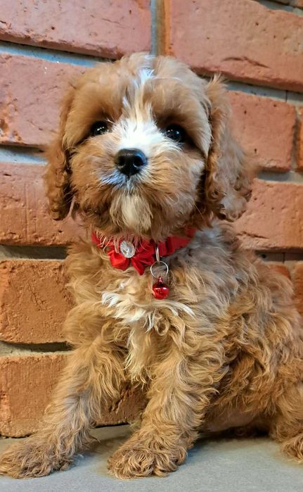Chłopczyk  cavapoo zaraz do odbioru