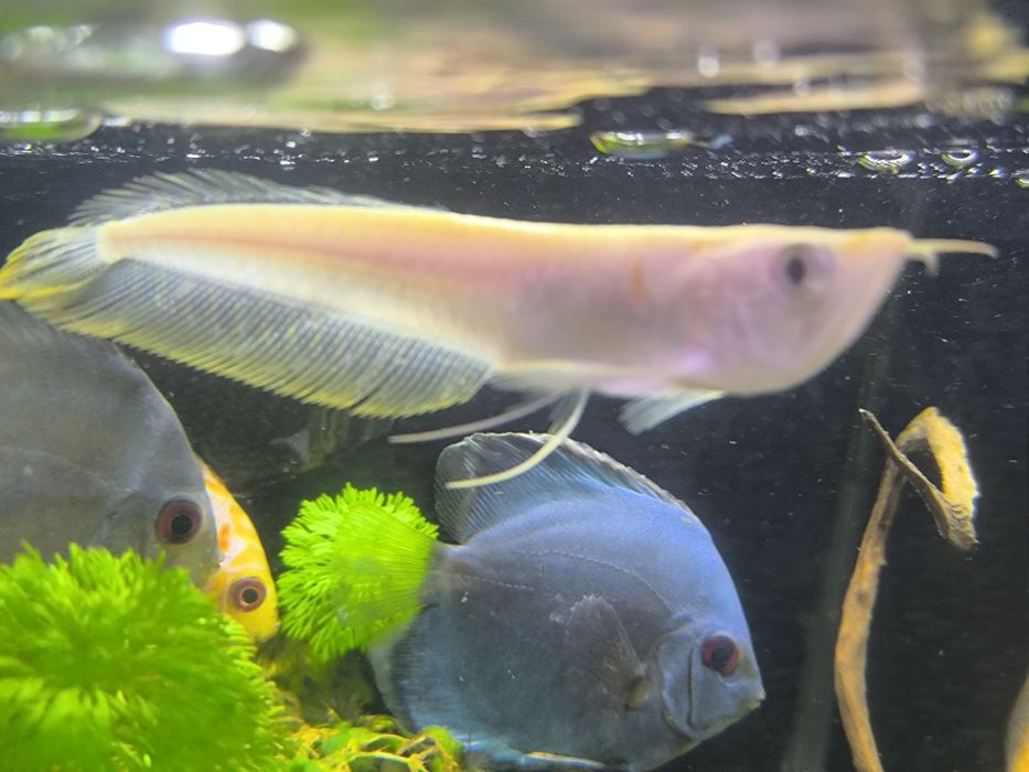 Arowana Albina (Osteoglossum Bichirroshum)