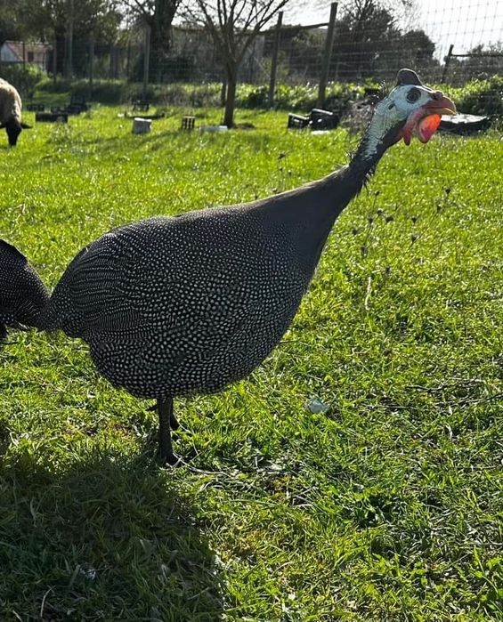 Ovos galinhas de Angola  Francesas
