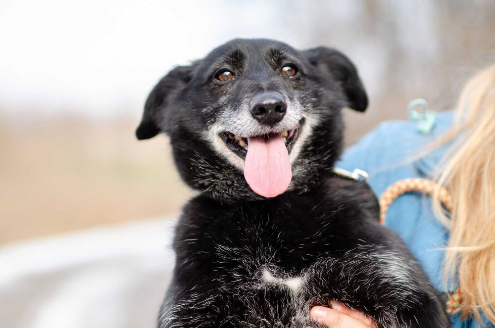 Patyk - niewielki, wesoły psiak uratowany z piekła