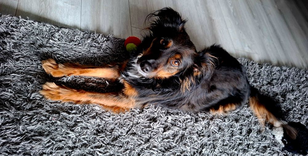 Domowa opieka hotel dla psów