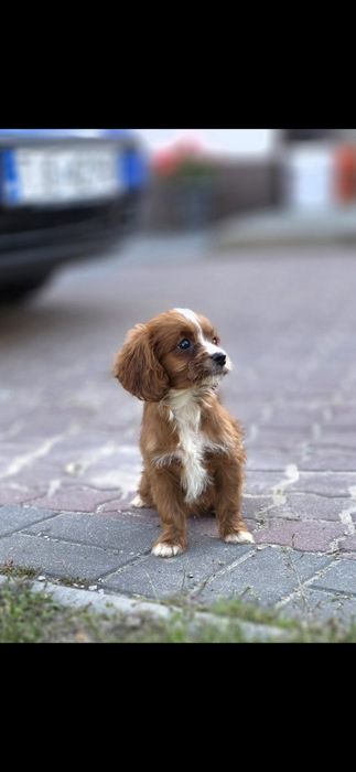 Cavapoo suczka mini Xss