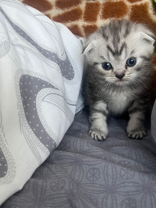 Шотландські кошенята