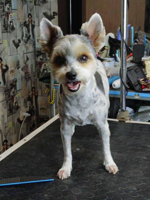 Хортицкий район. Стрижка собак и кошек.