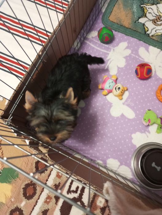 Хлопчик йорчик зачекався.