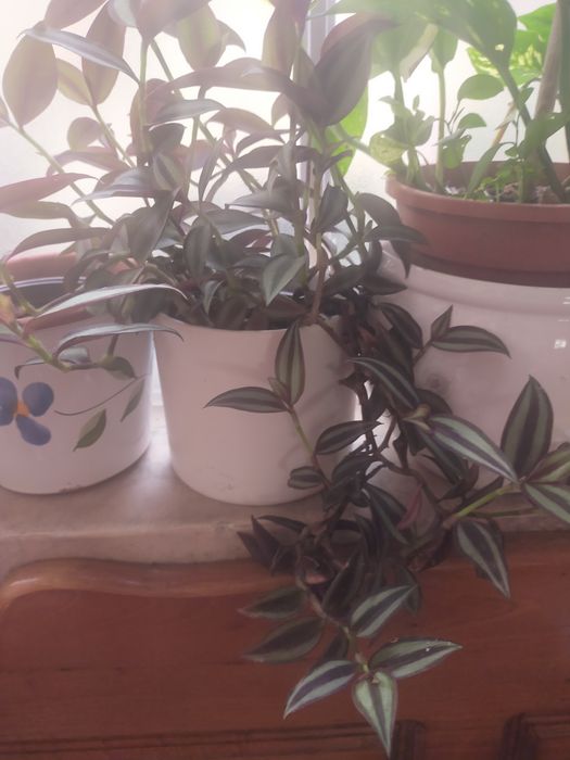 Planta de interiores ou exteriores
