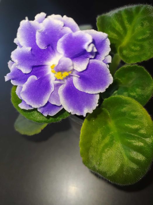 Фіалка (сенполія) продам