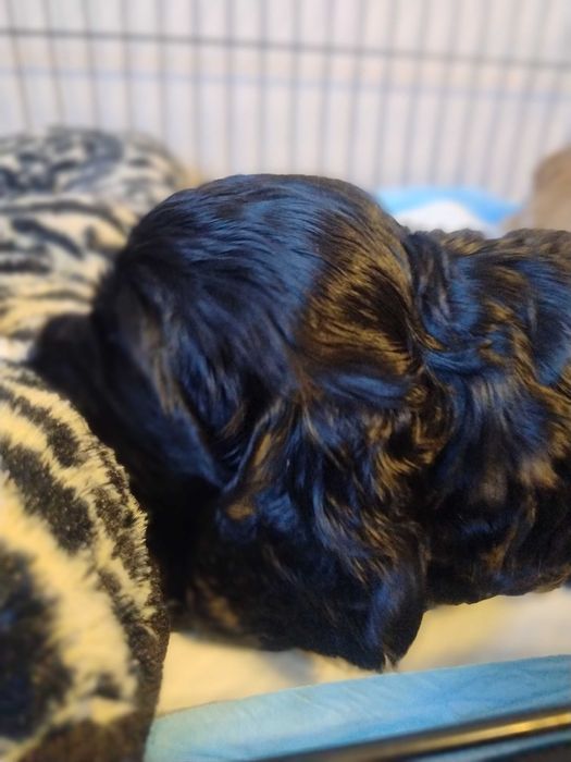 Cocker Spaniel Angielski