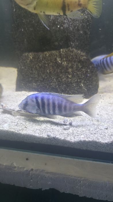 Vendo Trio Placidochromis Electra 3