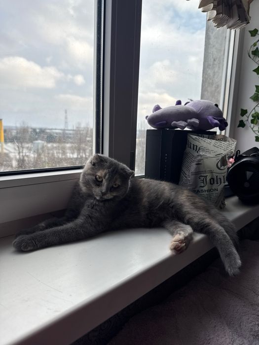 Вислоухая шотландская ласковая девочка котёнок в любящую семью