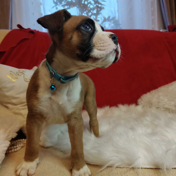 Bokser wspaniałe szczenie