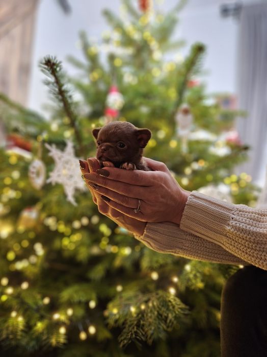 Chihuahua suczka czekoladowa