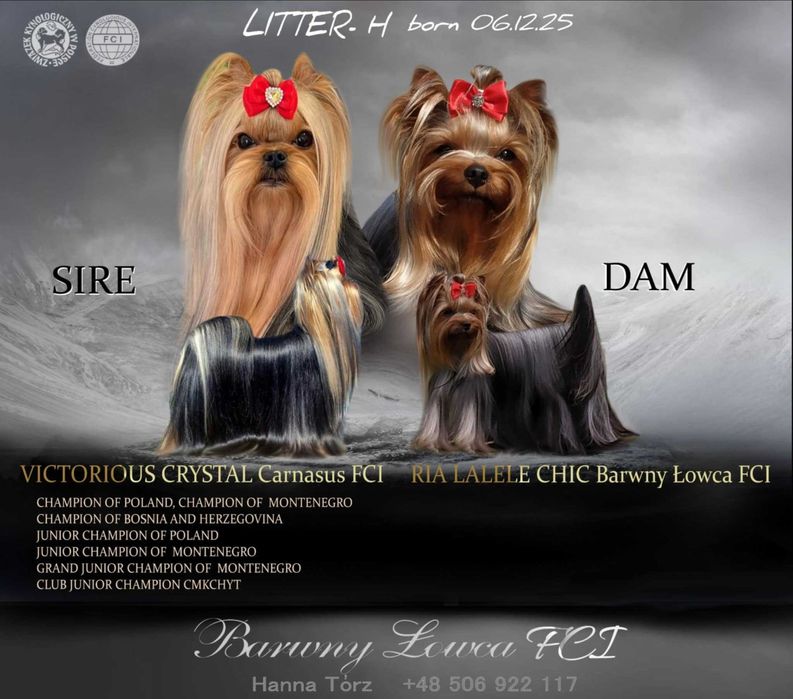 Yorkshire Terrier suczka po Championie FCI