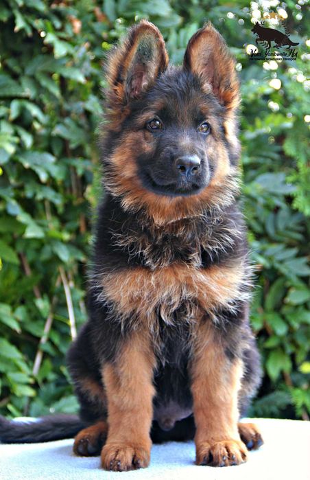 Німецька вівчарка, шикарні цуценята, від розпілдника КСУ