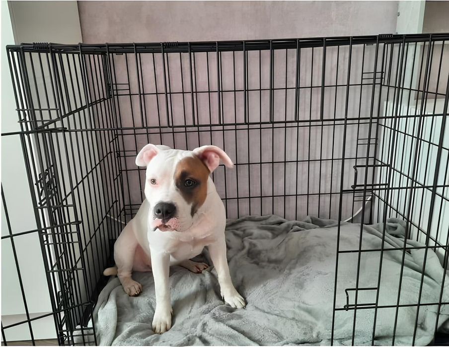 Клітка для собак, котів розбірна—НОВА‼️Вольер для животных в квартиру