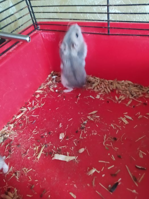 Хомячки Кременчуг