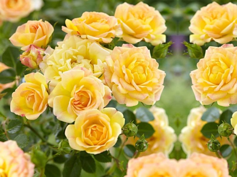 Roze okrywowe - promocja
