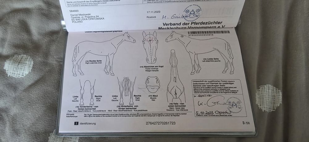 Koń   Haflinger  okazja