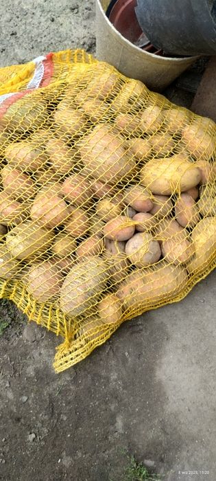 Ziemniaki paszowe cena 6 zł za worek15 kg