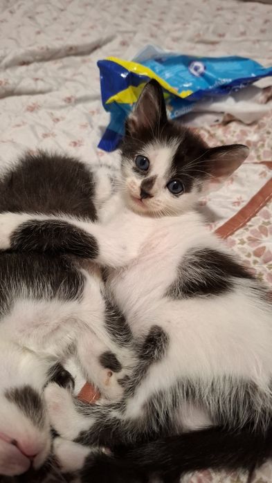 Gatinhos bebés para adopção
