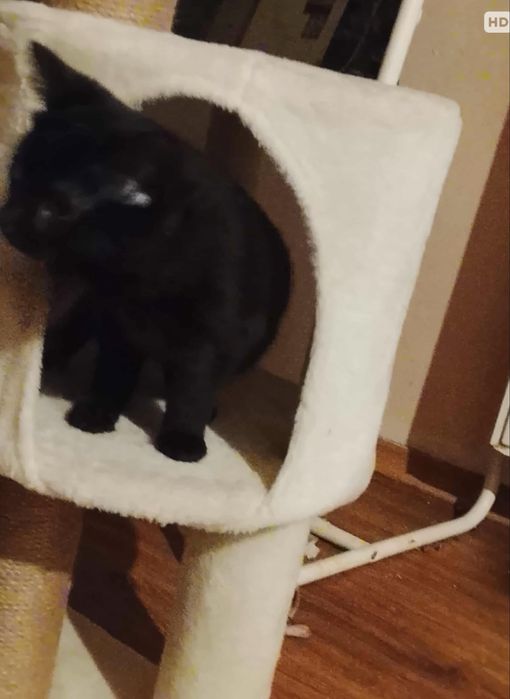 Cudne kocięta szukają nowego domu