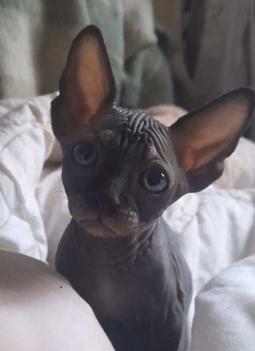 Черные Канадские принцы